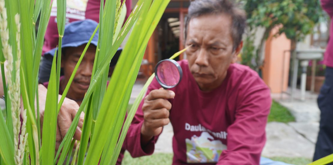 Petani Mengamati Padi dalam Praktik Pelatihan Budidaya Benih Lokal di Sumatera Utara